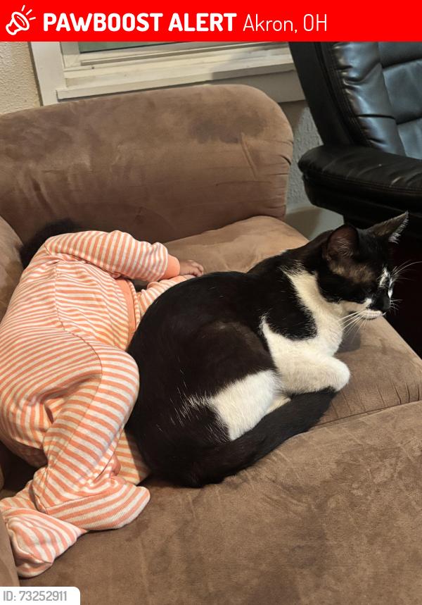 Lost Male Cat last seen South st by country market, Akron, OH 44311