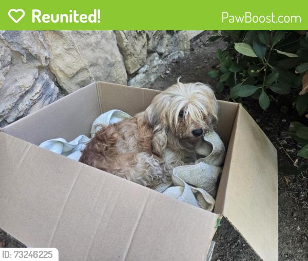 Reunited Unknown Dog last seen Casa alberta apmts, sunnyvale, Sunnyvale, CA 94087