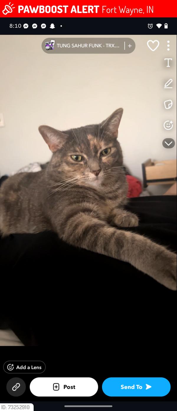 Lost Female Cat last seen Regency inn, near by the zoo/franke park, coliseum blvd and lima rd, Fort Wayne, IN 46808