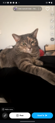 Lost Female Cat last seen Regency inn, near by the zoo/franke park, coliseum blvd and lima rd, Fort Wayne, IN 46808