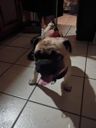 Found/Stray Male Dog last seen Mlk and linden st .., Lynwood, CA 90262