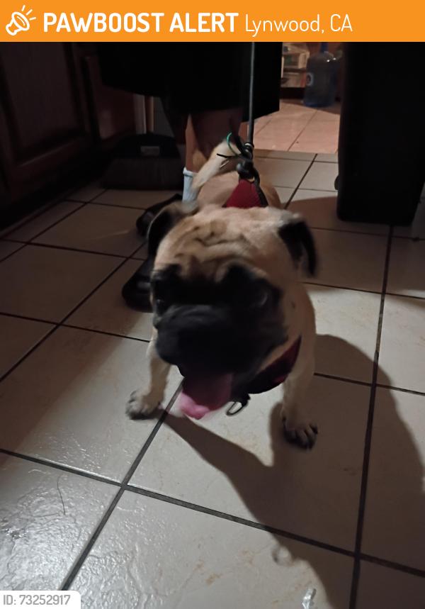Found/Stray Male Dog last seen Mlk and linden st .., Lynwood, CA 90262
