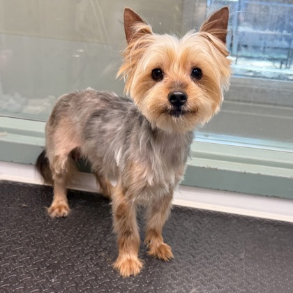 Shelter Stray Male Dog last seen Near ettie st, Oakland, CA, 1101 29th Ave, Oakland, CA 94601, USA