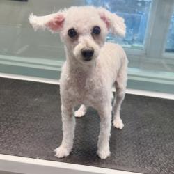 Shelter Stray Male Dog last seen Near hannah st, Oakland, CA, 1101 29th Ave, Oakland, CA 94601, USA