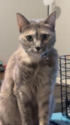 Lost Female Cat last seen Westgreen, Katy, TX 77450