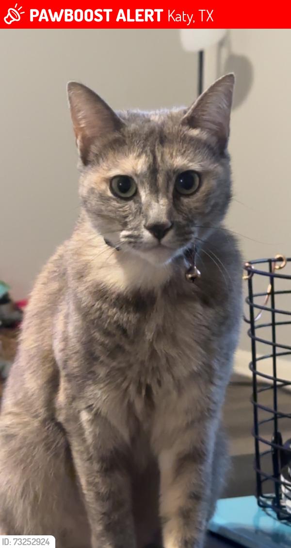 Lost Female Cat last seen Westgreen, Katy, TX 77450