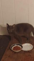 Found/Stray Unknown Cat last seen 19th Street SE and Mt Vernon, Cedar Rapids, IA 52403