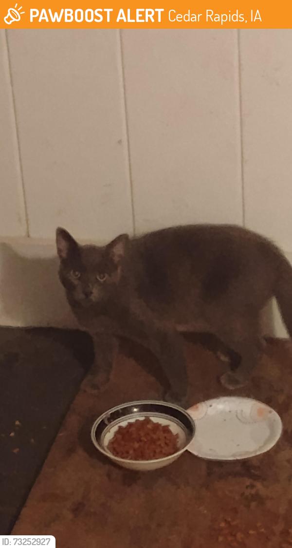 Found/Stray Unknown Cat last seen 19th Street SE and Mt Vernon, Cedar Rapids, IA 52403