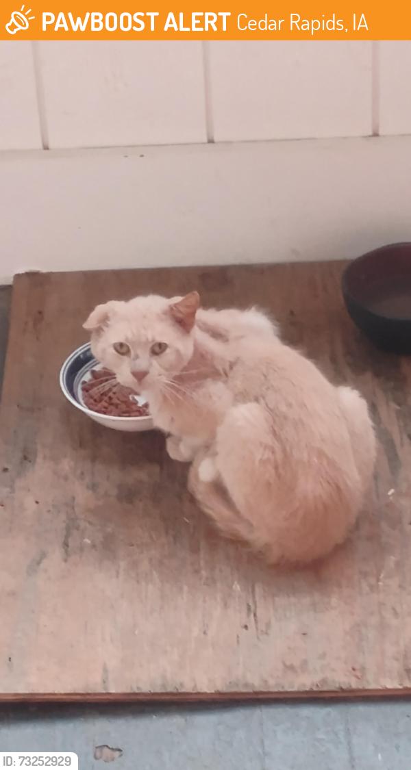 Found/Stray Unknown Cat last seen 19th Street SE and Mt Vernon, Cedar Rapids, IA 52403