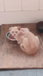 Found/Stray Unknown Cat last seen 19th Street SE and Mt Vernon, Cedar Rapids, IA 52403