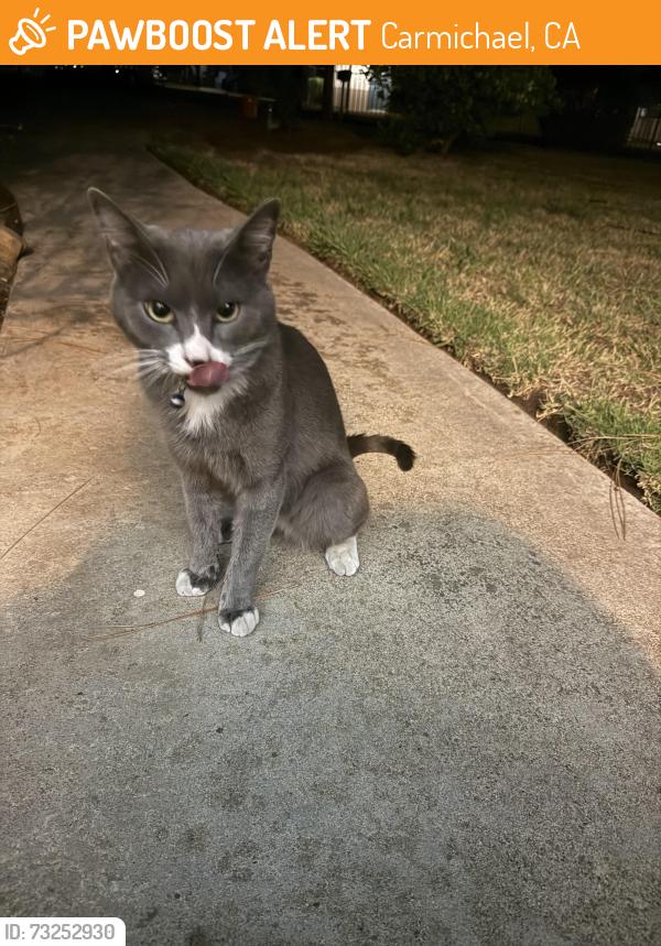 Found/Stray Male Cat last seen Marconi and Walnut, Carmichael, CA 95609