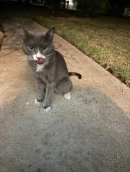 Found/Stray Male Cat last seen Marconi and Walnut, Carmichael, CA 95609
