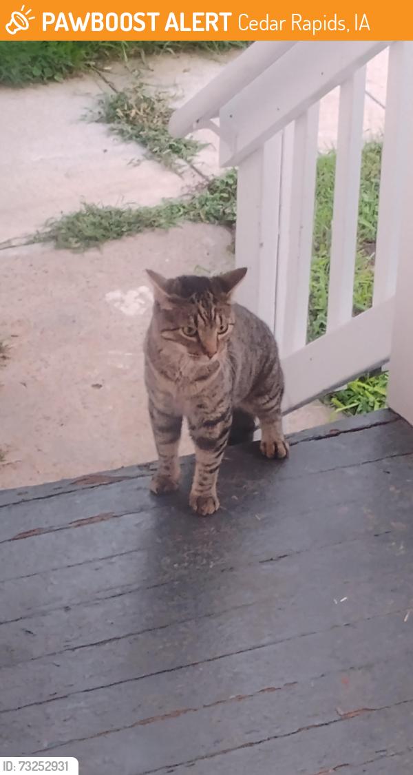 Found/Stray Unknown Cat last seen 19th Street SE and Mt Vernon, Cedar Rapids, IA 52403