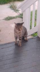 Found/Stray Unknown Cat last seen 19th Street SE and Mt Vernon, Cedar Rapids, IA 52403