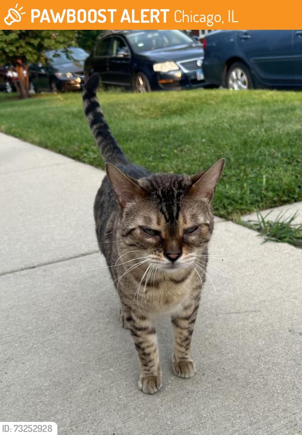 Found/Stray Female Cat last seen Jefferson Park in chicago. Street name: Menards and Eastwood, Chicago, IL 60630