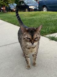 Found/Stray Female Cat last seen Jefferson Park in chicago. Street name: Menards and Eastwood, Chicago, IL 60630