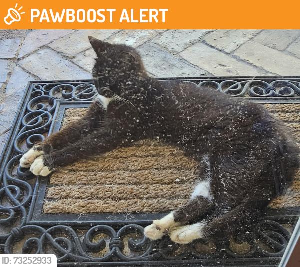 Found/Stray Female Cat last seen 7th Ave N & N Ocean Breeze, Lake Worth Beach, FL 33460