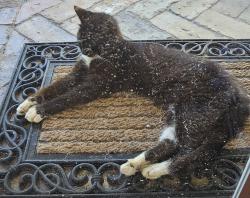 Found/Stray Female Cat last seen 7th Ave N & N Ocean Breeze, Lake Worth Beach, FL 33460