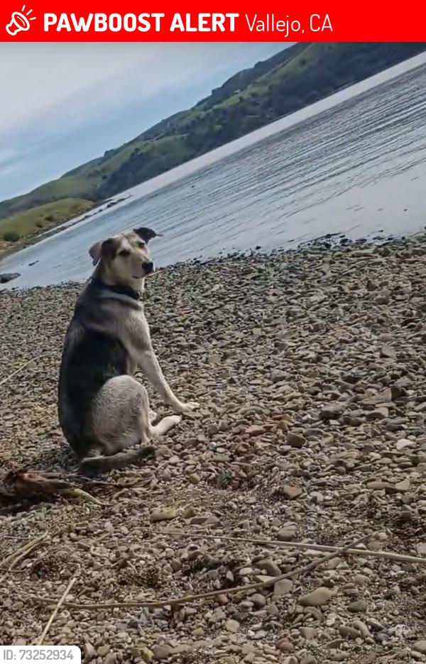 Lost Female Dog last seen Vallejo, Vallejo, CA 94590