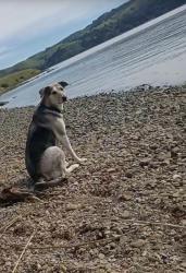 Lost Female Dog last seen Vallejo, Vallejo, CA 94590