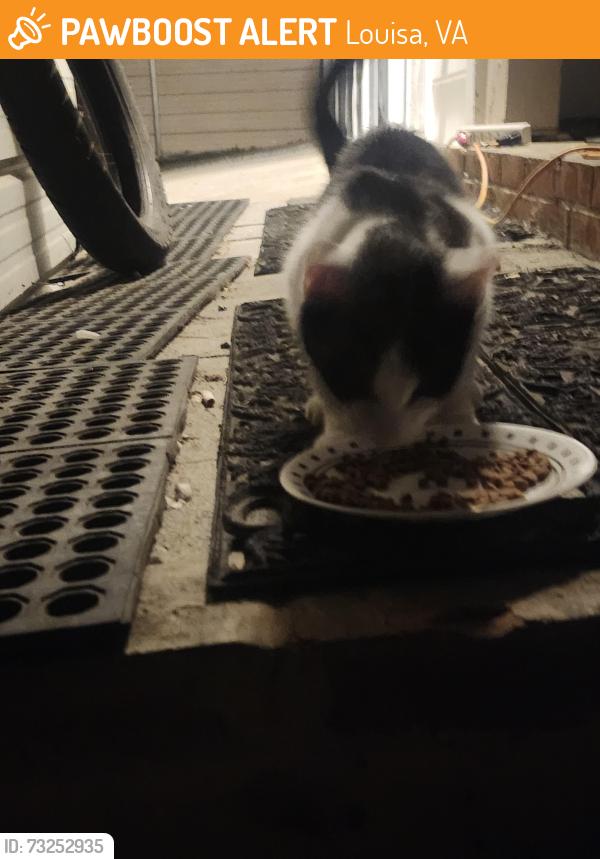 Found/Stray Female Cat last seen Near Bybee Rd, Louisa, VA 23093