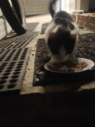Found/Stray Female Cat last seen Near Bybee Rd, Louisa, VA 23093