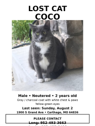 Lost Male Cat last seen Former Our Lady Of Ozarks College, Carthage, MO 64836