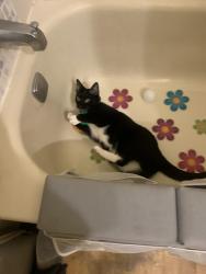 Lost Female Cat last seen Great beach, laskin, wolfsnare, Westminster, Virginia Beach, VA 23454