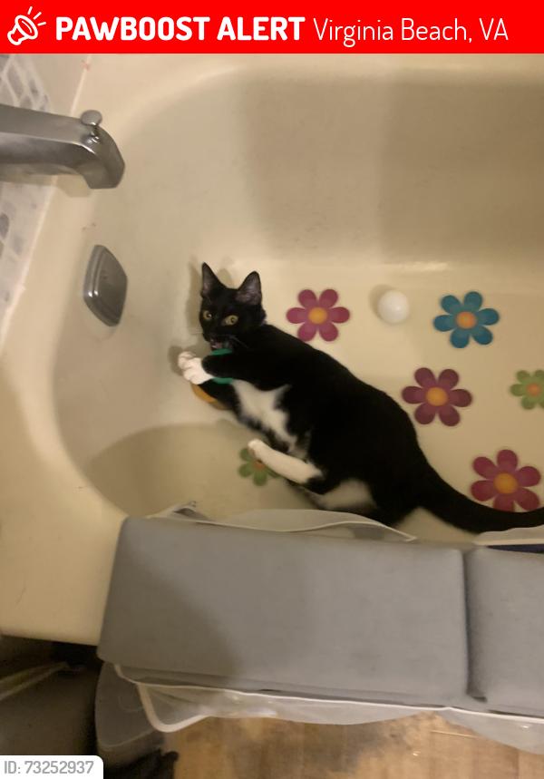 Lost Female Cat last seen Great beach, laskin, wolfsnare, Westminster, Virginia Beach, VA 23454