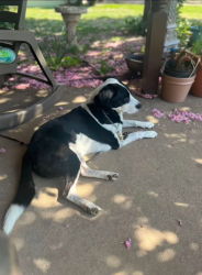 Reunited Male Dog last seen Penn Valley and Laings Ave. between FDR and old Maple Shade Schools, Bristol Township, PA 19007