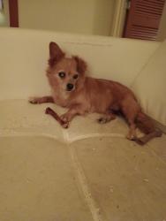 Reunited Female Dog last seen 30A & Seabreeze Ct, , CT 06779