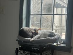 Reunited Female Cat last seen S Wolfe St and Aliceanna St (north side), Baltimore, MD 21231