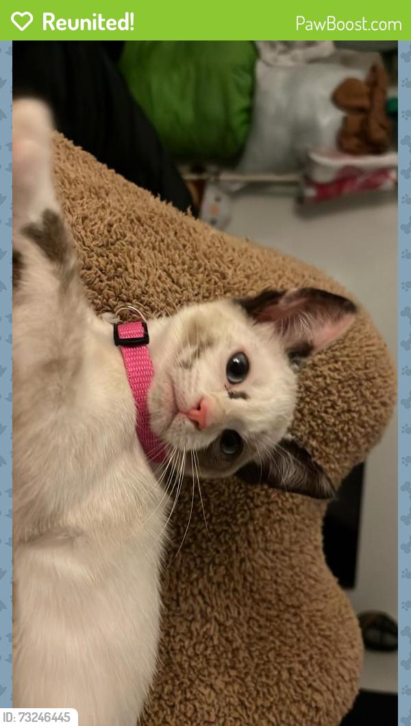 Reunited Female Cat last seen 27th, Oakland, CA 94601
