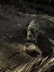 Found/Stray Unknown Cat last seen apmt complex, Las Vegas, NV 89121