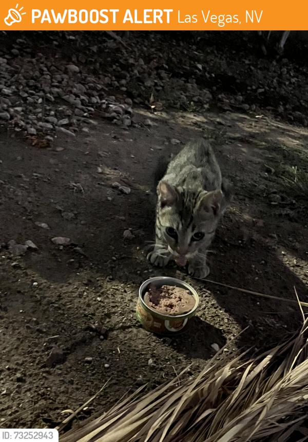 Found/Stray Unknown Cat last seen apmt complex, Las Vegas, NV 89121