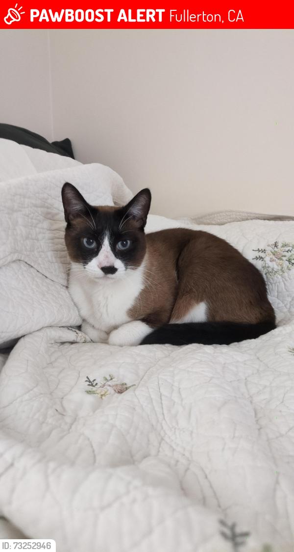 Lost Male Cat last seen Grove Place and Acacia Ave, Fullerton, CA 92831