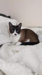 Lost Male Cat last seen Grove Place and Acacia Ave, Fullerton, CA 92831