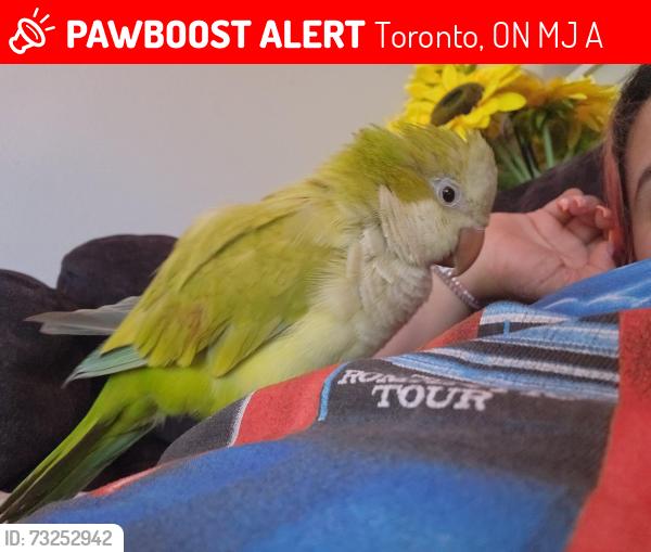 Lost Male Bird last seen Don River/Leslie and Nymark, Toronto, ON M2J 2A9