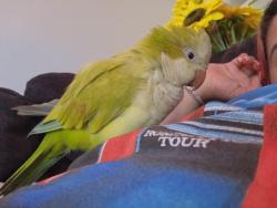 Lost Male Bird last seen Don River/Leslie and Nymark, Toronto, ON M2J 2A9