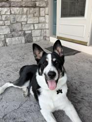 Reunited Male Dog last seen On the walking trail behind Briar Ridge Ct. Across the street from the Glen Oaks entrance, Castle Pines, CO 80108