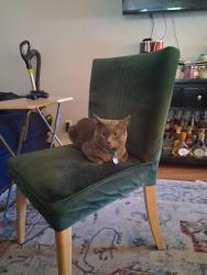 Reunited Male Cat last seen Mission Blvd, Phillips Blvd, Pomona, CA 91766