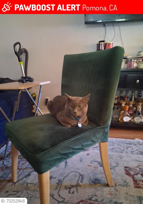 Lost Male Cat last seen Mission Blvd, Phillips Blvd, Pomona, CA 91766
