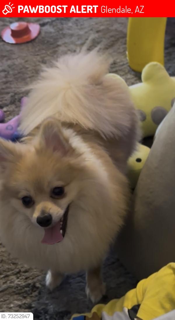 Lost Male Dog last seen Oregón oasis apartaments, Glendale, AZ 85301