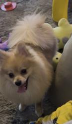 Lost Male Dog last seen Oregón oasis apartaments, Glendale, AZ 85301