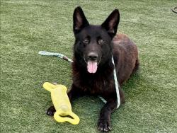 Shelter Stray Male Dog last seen , 957 N Gaffey St, San Pedro, CA 90731, USA