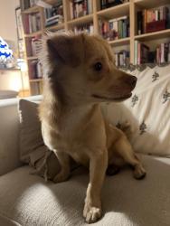 Found/Stray Male Dog last seen Whole Foods on The Alameda, San Jose, CA 95126