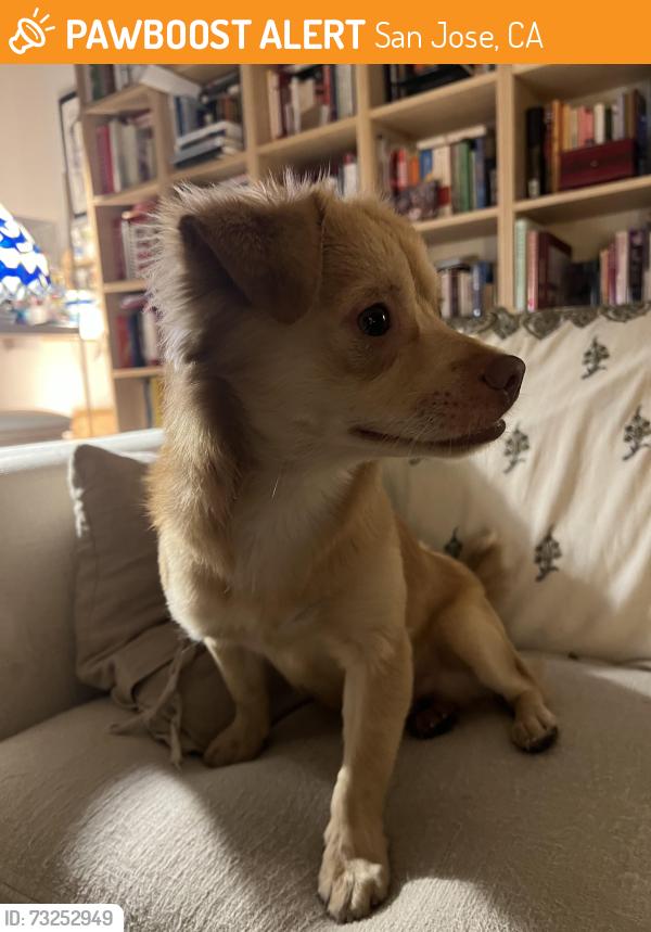 Found/Stray Male Dog last seen Whole Foods on The Alameda, San Jose, CA 95126