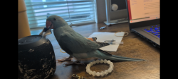 Lost Unknown Bird last seen Phillips, Buena Vista, hansen, Pomona, CA 91766