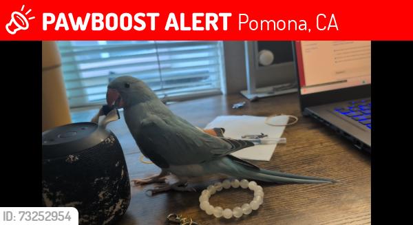 Lost Unknown Bird last seen Phillips, Buena Vista, hansen, Pomona, CA 91766