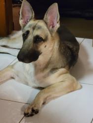 Found/Stray Female Dog last seen Deerfield Village Bayou at Timsbury Dr, Houston, TX 77084